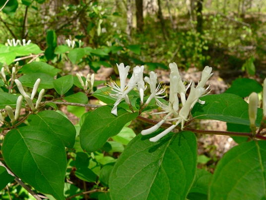 {Lonicera maackii}